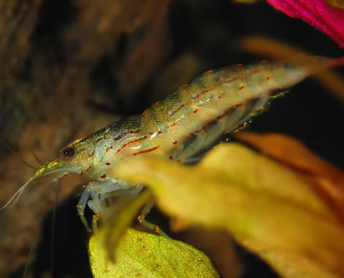 Gamba Amano - Caridina multidentata