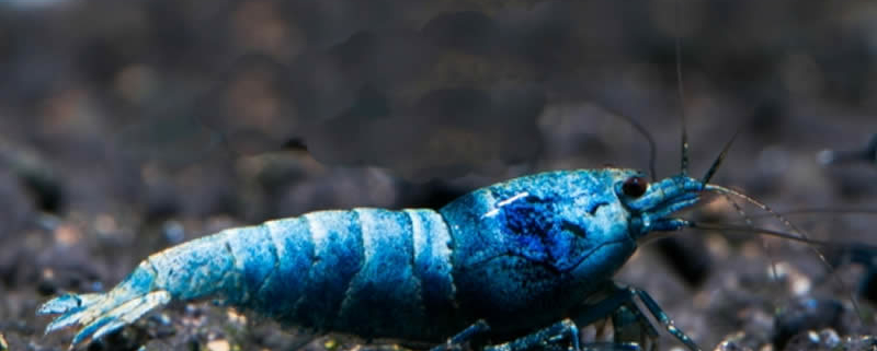 Blue Bee gamba