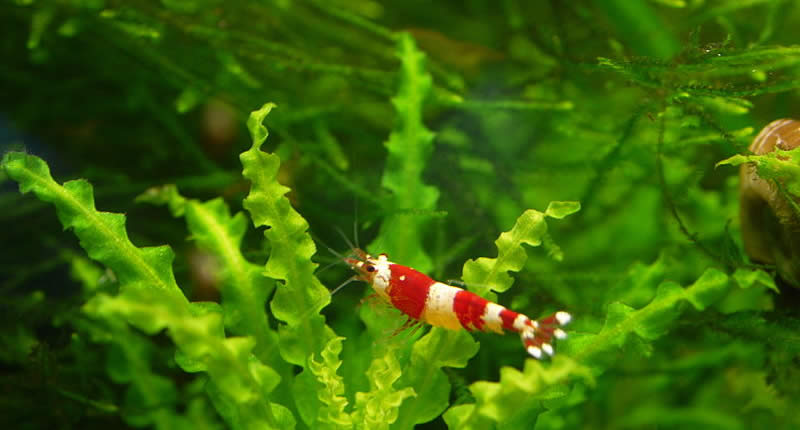 Gambas Red Bee