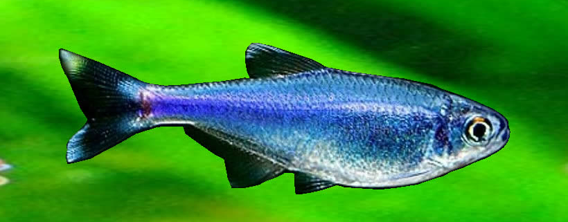 Tetra azul peruano